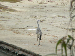 Ardea cinerea