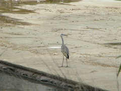 Ardea cinerea