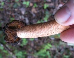 Verpa bohemica