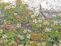 Pharnaceum cordifolium