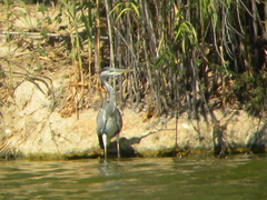 Ardea cinerea