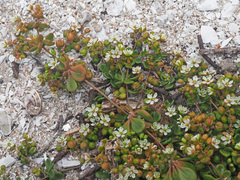 Pharnaceum cordifolium