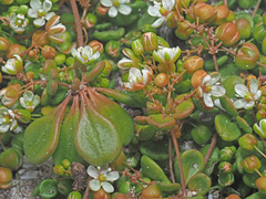 Pharnaceum cordifolium