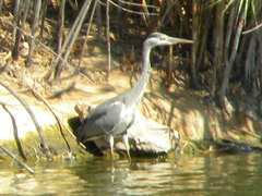 Ardea cinerea