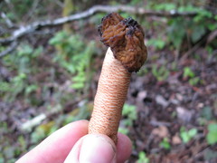 Verpa bohemica