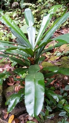 Phyllarthron antongiliense