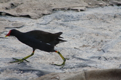 Gallinula chloropus