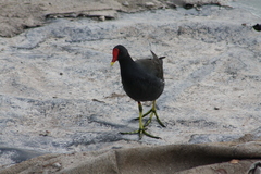 Gallinula chloropus