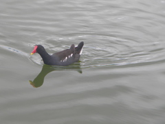 Gallinula chloropus