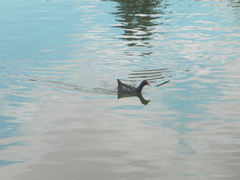 Gallinula chloropus