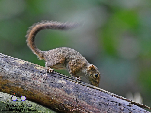 Lowland Slender Squirrel