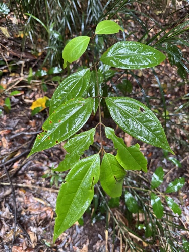 Rhodomyrtus pervagata observed 2025-09-13