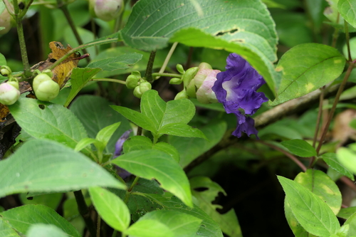 Karvi (Strobilanthes callosa)