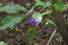 Strobilanthes callosa, photograph (c) Dinesh Valke, some rights reserved (CC BY-SA)