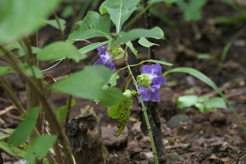 Strobilanthes callosa, photograph 2