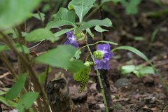 Strobilanthes callosa, photograph (c) Dinesh Valke, some rights reserved (CC BY-SA)