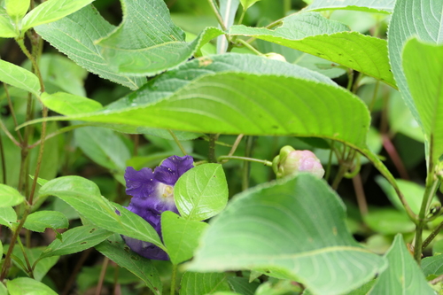 Strobilanthes callosa, photograph 3