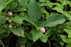 Strobilanthes callosa, photograph (c) Dinesh Valke, some rights reserved (CC BY-SA)