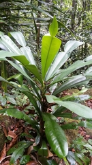 Phyllarthron antongiliense