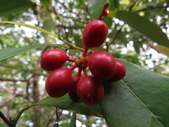 Huberantha nitidissima