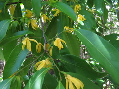 Huberantha nitidissima