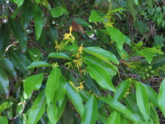 Huberantha nitidissima