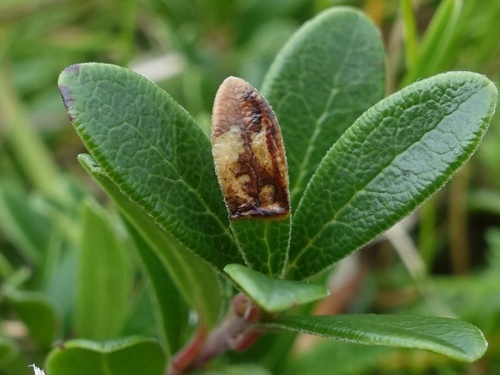 Bearberry Bell