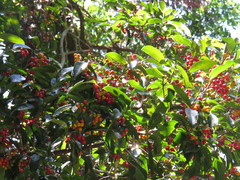 Huberantha nitidissima