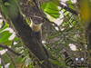 Bornean Yellow-throated Marten - Photo (c) stefanie_de_win, some rights reserved (CC BY-NC), uploaded by stefanie_de_win