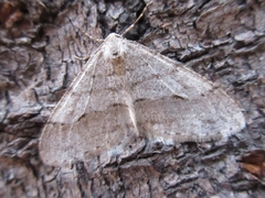 Larerannis orthogrammaria