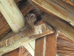 Tyto alba poensis