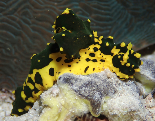 Gardiner's Banana Nudibranch — seen at this dive site