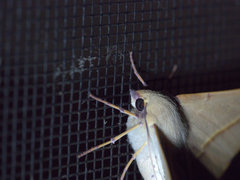 Oenochroma orthodesma