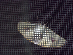 Oenochroma orthodesma