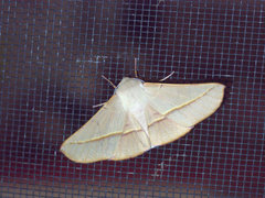 Oenochroma orthodesma