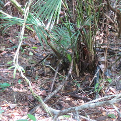 Calamus moti
