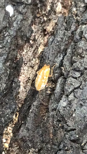 Tawny Cockroach photo 5