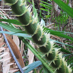Calamus moti
