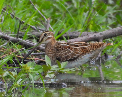 Common Snipe