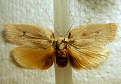 Xyloryctidae