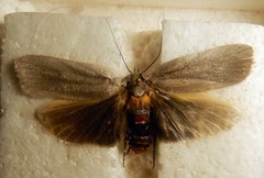 Maroga setiotricha