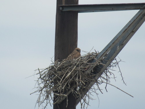 Greater Kestrel