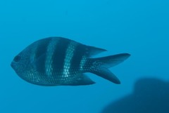 Abudefduf natalensis