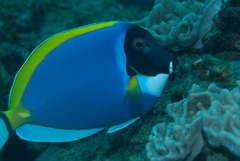 Acanthurus leucosternon