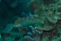 Halichoeres cosmetus