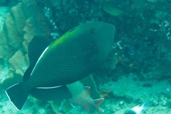 Melichthys indicus