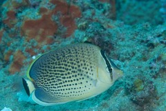 Chaetodon guttatissimus