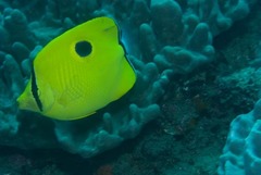 Chaetodon interruptus