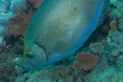 Siganus sutor