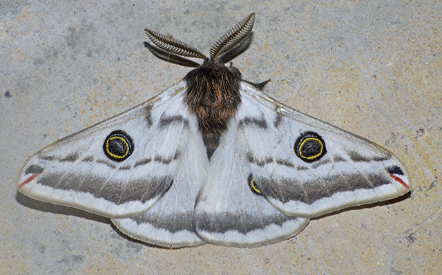 Agapema platensis